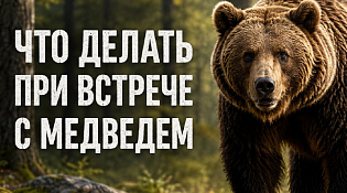 памятка о действиях при встрече с бурым медведем